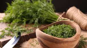 Endro: poderoso aliado da saúde com benefícios que vão além da cozinha