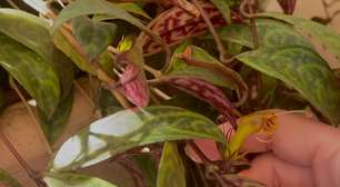 Esta flor desafia a lógica: quando a natureza inventa suas próprias regras