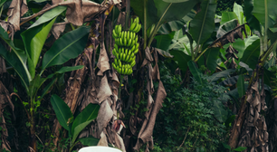 Qual o nome de Bad Bunny? Veja 7 curiosidades sobre o artista