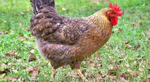 Psicóloga canadense adota galinha como animal de estimação: "me entende"