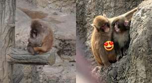 Go-chan: saiba tudo sobre o primeiro macaco a abraçar Punch