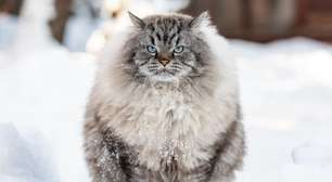 5 raças de gato originárias da Rússia