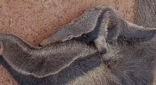 Filhote de tamanduá-bandeira é resgatado abraçado à mãe morta em estrada de MG