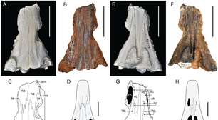 Fósseis perdidos revelam que monstros marinhos dominaram a Terra após a maior extinção em massa