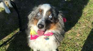 Ela achou que sua cachorrinha era completamente normal por 6 anos: exame chocou veterinários ao revelar um segredo bizarro na cabeça do animal