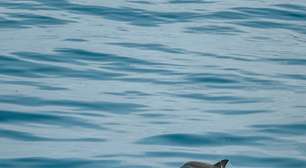 O preço oculto da tecnologia: cientistas soam alarme sobre vazamento químico 'invisível' que está envenenando golfinhos e botos