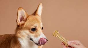 7 erros ao oferecer petiscos aos animais de estimação