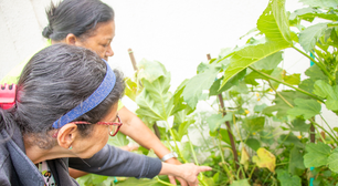 Horta Comunitária no CRAS promove vínculos em Curitiba