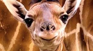 Girafinha recém-nascida encanta visitantes e atrai olhares por seu topete curioso