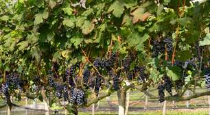 Vinícola Essenza inicia safra 2026 com colheita de verão na Serra da Mantiqueira