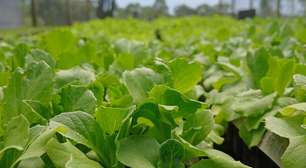 Agronegócio da região de Mogi movimenta R$ 1,6 bilhão e se destaca na produção de hortaliças