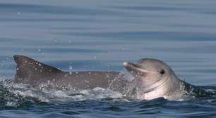 Botos-cinza em perigo: como a poluição e os portos encurralam a espécie símbolo do Rio de Janeiro