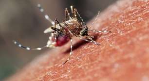 Mosquito mansonia: o perigo oculto da filariose no Brasil