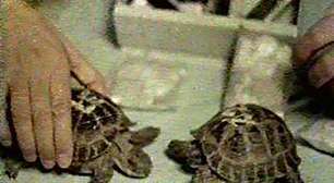 Em 1968, a União Soviética lançou duas tartarugas ao espaço: o mais incrível é que as duas voltaram para contar a história