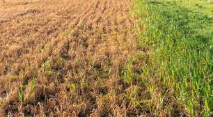 Glifosato: solução agrícola ou risco à saúde?