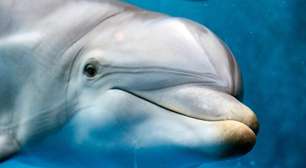 Golfinhos: 10 fatos surpreendentes sobre esses animais inteligentes