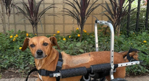 Cadela paraplégica é resgatada pela polícia durante enchentes em MG