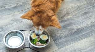 Seu pet pode comer ovo? Saiba como oferecer com segurança