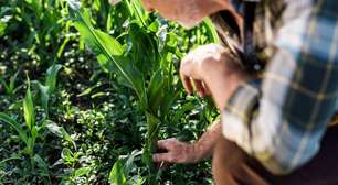 É possível agricultura em larga escala sem defensivos químicos?