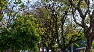 Desmatamento Zero: projeto cria campanha permanente de educação ambiental em Porto Alegre