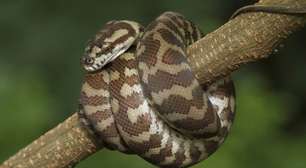 Descoberta inédita: verme de cobra atinge órgãos humanos de australiana