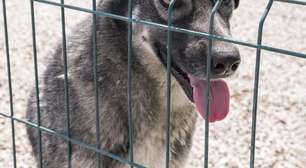 Polícia Civil fiscaliza locais suspeitos de maus-tratos contra animais em Osório e Atlântida Sul