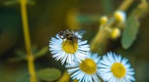 Adeus moscas: estas 13 plantas as repelem com estilo e sem a necessidade de inseticidas