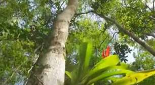 Estados Unidos e Chile disputam título de 'árvore mais antiga do mundo'