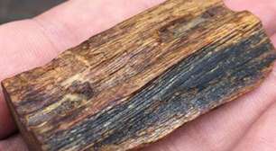 Ouro da floresta: por que o Kynam é a madeira mais cara do mundo