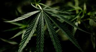 Canabidiol para idosos: o que a ciência já sabe sobre os benefícios