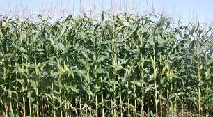 O sorgo: da produção animal à alternativa nutritiva e sem glúten