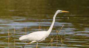 Elegância à beira d'água: a beleza e a importância das garças nos ecossistemas