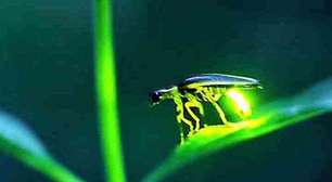 Luzes da natureza: o encanto milenar e a importância dos vaga-lumes no planeta