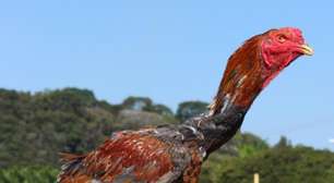 Aves gigantes botam ovos que custam R$ 1 mil a dúzia