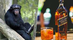 Nem eles resistem: pesquisa aponta que chimpanzés selvagens bebem o equivalente a quase duas doses de álcool por dia