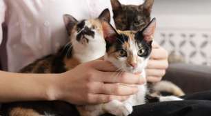 O que significa quando uma pessoa tem muitos gatos, de acordo com a psicologia?