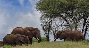 Por que o elefante é o engenheiro da savana: impactos de sua alimentação sobre outras espécies