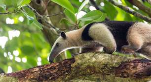 Por que os tamanduás não são atacados ou picados pelas formigas quando estão comendo todo o formigueiro?