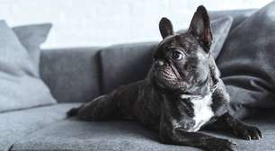 Como se livrar de carrapatos e proteger a família e os pets