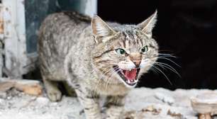 Gato arisco: 7 dicas para melhorar o comportamento do animal