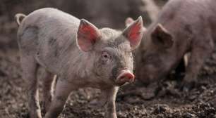 Um balde, um porco, futebol e não para por aí: essas 5 guerras começaram pelo motivo mais ridículo e banal possível