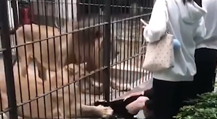Criança é atacada por leoa em zoológico na China