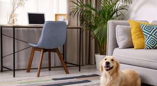 Decoração pet friendly: 5 cuidados para garantir a segurança do seu animal