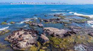 Ilha dos Lobos: a joia natural do litoral norte do Rio Grande do Sul