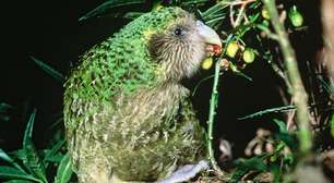 Kakapo: ave mais rara do mundo, com apenas 200 indivíduos, celebra primeiro nascimento em quatro anos