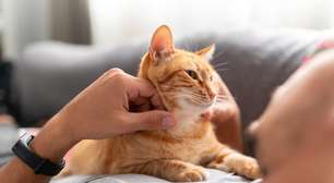 Gatos: O que o ronronar e o miado dizem sobre seu pet?
