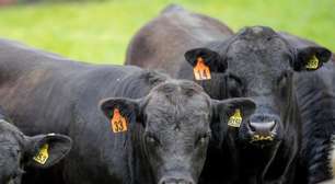 Idoso morre após ataque de touro no RS