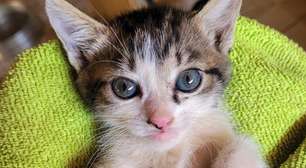 Gatos domésticos tornam-se aliados na luta contra o câncer humano