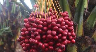 Fruta mais doce do mundo parece uma sobremesa e você pode cultivar em casa de um jeito muito fácil