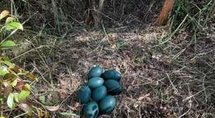 Ninho de ave sob risco de extinção é achado repleto de ovos azuis